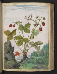 Fragaria vesca, från "Paintings of Flora of the Roman States" av Gherardo Cibo, Add MS 22333, f082r, c.1564-84 (akvarell & gouache på papper)