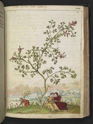 Fumaria gaillardotii , från "Paintings of Flora of the Roman States" av Gherardo Cibo, Add MS 22333, f121r, c.1564-84 (akvarell & gouache på papper)