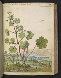 Geranium rotundifolium: En växt med rosa blommor. , från "Paintings of Flora of the Roman States" av Gherardo Cibo, Add MS 22333, f098r, c.1564-84 (akvarell & gouache på papper)