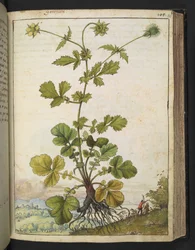 Geum urbanum, från "Paintings of Flora of the Roman States" av Gherardo Cibo, Add MS 22333, f103r, c.1564-84 (akvarell & gouache på papper)