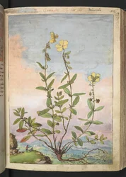 Helianthemum nummularium, från "Paintings of Flora of the Roman States" av Gherardo Cibo, Add MS 22333, f055r, c.1564-84 (akvarell & gouache på papper)