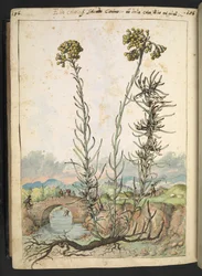 Helichrysum italicum: en växt med gula knoppar, från "Paintings of Flora of the Roman States" av Gherardo Cibo, Add MS 22333, f176v, c.1564-84 (akvarell & gouache på papper)