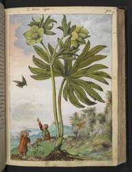Helleborus viridis, från "Paintings of Flora of the Roman States" av Gherardo Cibo, Add MS 22333, f095r, c.1564-84 (akvarell & gouache på papper)