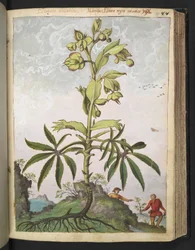Helleborus foetidus, från "Paintings of Flora of the Roman States" av Gherardo Cibo, Add MS 22333, f089r, c.1564-84 (akvarell & gouache på papper)
