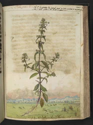 Herba gratia dei (Hedge-Hyssop), från "Paintings of Flora of the Roman States" av Gherardo Cibo, Add MS 22333, f134r, c.1564-84 (akvarell & gouache på papper)