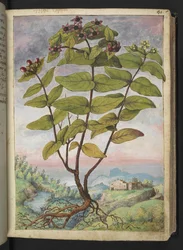 Hypericum hircinum, från "Paintings of Flora of the Roman States" av Gherardo Cibo, Add MS 22333, f034r, c.1564-84 (akvarell & gouache på papper)