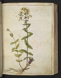 Hypericum perfoliatum, från "Paintings of Flora of the Roman States" av Gherardo Cibo, Add MS 22333, f084r, c.1564-84 (akvarell & gouache på papper)