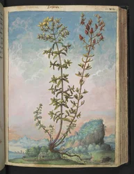 Hypericum perforatum, från "Paintings of Flora of the Roman States" av Gherardo Cibo, Add MS 22333, f083r, c.1564-84 (akvarell & gouache på papper)