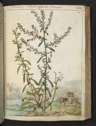 Lepidium graminifolium, från "Paintings of Flora of the Roman States" av Gherardo Cibo, Add MS 22333, f120r, c.1564-84 (akvarell & gouache på papper)