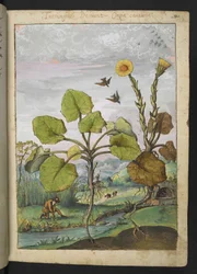 Ligularia tussilaginea (leopardväxt), från "Paintings of Flora of the Roman States" av Gherardo Cibo, Add MS 22333, f011r, c.1564-84 (akvarell & gouache på papper)