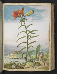 Lilium bulbiferum: En växt med röda kronblad, från "Paintings of Flora of the Roman States" av Gherardo Cibo, Add MS 22333, f080r, c.1564-84 (akvarell & gouache på papper)