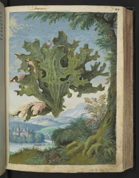 Lobaria pulmonaria (Lungwort) , från "Paintings of Flora of the Roman States" av Gherardo Cibo, Add MS 22333, f071r, c.1564-84 (akvarell & gouache på papper)