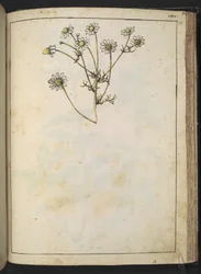 Matricaria chamomilla (Camomille), från "Paintings of Flora of the Roman States" av Gherardo Cibo, Add MS 22333, f163r, c.1564-84 (akvarell & gouache på papper)