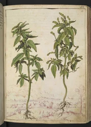 Mercurialis annua, från "Paintings of Flora of the Roman States" av Gherardo Cibo, Add MS 22333, f056r, c.1564-84 (akvarell & gouache på papper)