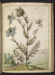 Nigella damascena, från "Paintings of Flora of the Roman States" av Gherardo Cibo, Add MS 22333, f161r, c.1564-84 (akvarell & gouache på papper)