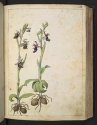 Orchis: En växt med vita och rosa blommor, från "Paintings of Flora of the Roman States" av Gherardo Cibo, Add MS 22333, f066r, c.1564-84 (akvarell & gouache på papper)
