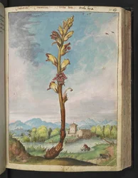 Orobanche gracilis, från "Paintings of Flora of the Roman States" av Gherardo Cibo, Add MS 22333, f070r, c.1564-84 (akvarell & gouache på papper)