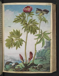 Paeonia officinalis, från "Paintings of Flora of the Roman States" av Gherardo Cibo, Add MS 22333, f085r, c.1564-84 (akvarell & gouache på papper)