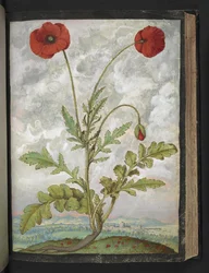 Papaver rhoeas (vallmo), från "Paintings of Flora of the Roman States" av Gherardo Cibo, Add MS 22333, f107r, c.1564-84 (akvarell & gouache på papper)