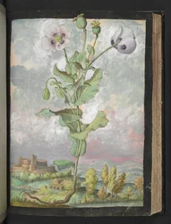 Papaver somniferum: En växt med vita kronblad, från "Paintings of Flora of the Roman States" av Gherardo Cibo, Add MS 22333, f108r, c.1564-84 (akvarell & gouache på papper)