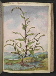 Persicaria hydropiper, från "Paintings of Flora of the Roman States" av Gherardo Cibo, Add MS 22333, f152r, c.1564-84 (akvarell & gouache på papper)