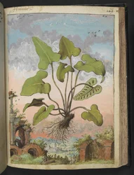 Phyllitis hemionitis, från "Paintings of Flora of the Roman States" av Gherardo Cibo, Add MS 22333, f143r, c.1564-84 (akvarell & gouache på papper)