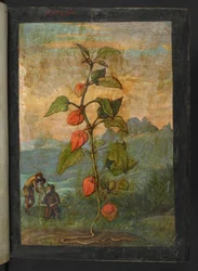 Physalis alkekengi: En växt med röda blommor, från "Paintings of Flora of the Roman States" av Gherardo Cibo, Add MS 22333, f004r, c.1564-84 (akvarell & gouache på papper)