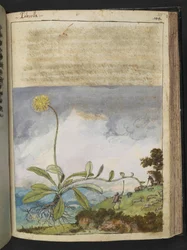 Pilosella officinarum, från "Paintings of Flora of the Roman States" av Gherardo Cibo, Add MS 22333, f138r, c.1564-84 (akvarell & gouache på papper)