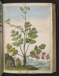 Pimpinella major, från "Paintings of Flora of the Roman States" av Gherardo Cibo, Add MS 22333, f100r, c.1564-84 (akvarell & gouache på papper)