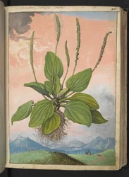 Plantago major, från "Paintings of Flora of the Roman States" av Gherardo Cibo, Add MS 22333, f049r, c.1564-84 (akvarell & gouache på papper)