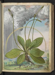 Plantago media, från "Paintings of Flora of the Roman States" av Gherardo Cibo, Add MS 22333, f050r, c.1564-84 (akvarell & gouache på papper)