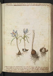Växter mellan blå blommor, från "Paintings of Flora of the Roman States" av Gherardo Cibo, Add MS 22333, f058r, c.1564-84 (akvarell & gouache på papper)
