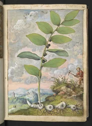 Polygonatum odoratum: En växt. En man med ett hack, från "Paintings of Flora of the Roman States" av Gherardo Cibo, Add MS 22333, f025r, c.1564-84 (akvarell & gouache på papper)