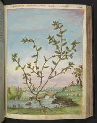 Polygonum aviculare, från "Paintings of Flora of the Roman States" av Gherardo Cibo, Add MS 22333, f111r, c.1564-84 (akvarell & gouache på papper)