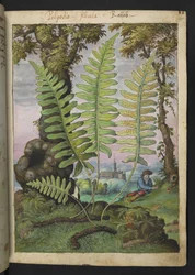 Polypodium, från "Paintings of Flora of the Roman States" av Gherardo Cibo, Add MS 22333, f015r, c.1564-84 (akvarell & gouache på papper)