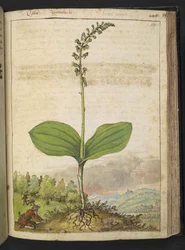 Möjligen Ophrys apifera (biorkidé), från "Paintings of Flora of the Roman States" av Gherardo Cibo, Add MS 22333, f139r, c.1564-84 (akvarell & gouache på papper)