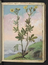 Potentilla recta: En växt med gula blommor, från "Paintings of Flora of the Roman States" av Gherardo Cibo, Add MS 22333, f039r, c.1564-84 (akvarell & gouache på papper)
