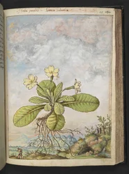Primula vulgaris, från "Paintings of Flora of the Roman States" av Gherardo Cibo, Add MS 22333, f128r, c.1564-84 (akvarell & gouache på papper)