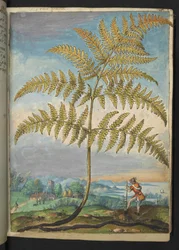 Pteridium aquilinum: En ormbunke, från "Paintings of Flora of the Roman States" av Gherardo Cibo, Add MS 22333, f020r, c.1564-84 (akvarell & gouache på papper)