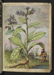 Pulmonaria officinalis, från "Paintings of Flora of the Roman States" av Gherardo Cibo, Add MS 22333, f028r, c.1564-84 (akvarell & gouache på papper)
