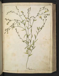 Ranunculus bulbosus: En växt med gula blommor, från "Paintings of Flora of the Roman States" av Gherardo Cibo, Add MS 22333, f088r, c.1564-84 (akvarell & gouache på papper)