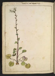 Saxifraga bianca, alpin blomma med vita kronblad, från "Paintings of Flora of the Roman States" av Gherardo Cibo, Add MS 22333, f180v, c.1564-84 (akvarell & gouache på papper)