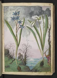 Scilla bifolia och Galanthus nivalis, från "Paintings of Flora of the Roman States" av Gherardo Cibo, Add MS 22333, f035r, c.1564-84 (akvarell & gouache på papper)