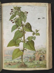 Scrophularia peregrina, från "Paintings of Flora of the Roman States" av Gherardo Cibo, Add MS 22333, f133r, c.1564-84 (akvarell & gouache på papper)