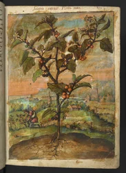 Solanum nigrum: En växt med orange frukt, från "Paintings of Flora of the Roman States" av Gherardo Cibo, Add MS 22333, f007r, c.1564-84 (akvarell & gouache på papper)