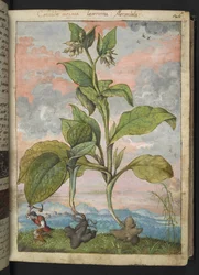 Symphytum tuberosum, från "Paintings of Flora of the Roman States" av Gherardo Cibo, Add MS 22333, f030r, c.1564-84 (akvarell & gouache på papper)