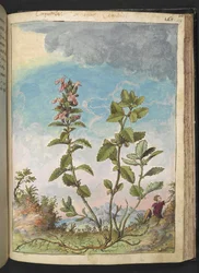 Teucrium chamaedrys (Wall Germander), från "Paintings of Flora of the Roman States" av Gherardo Cibo, Add MS 22333, f159r, c.1564-84 (akvarell & gouache på papper)