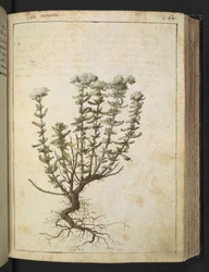 Teucrium montanum, från "Paintings of Flora of the Roman States" av Gherardo Cibo, Add MS 22333, f068r, c.1564-84 (akvarell & gouache på papper)