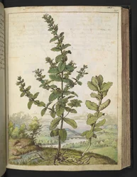 Teucrium scordium, från "Paintings of Flora of the Roman States" av Gherardo Cibo, Add MS 22333, f105r, c.1564-84 (akvarell & gouache på papper)