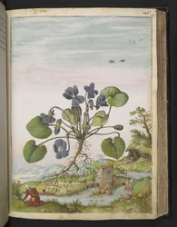 Viola odorata, från "Paintings of Flora of the Roman States" av Gherardo Cibo, Add MS 22333, f104r, c.1564-84 (akvarell & gouache på papper)